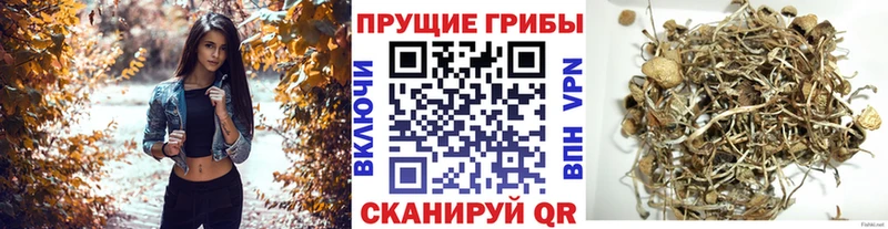 Псилоцибиновые грибы Magic Shrooms  Тавда 